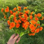 Crochet Persimmon Branch | Handmade Kawaii Lucky Home Decor Gift -【LOOM-044】 - Image 10